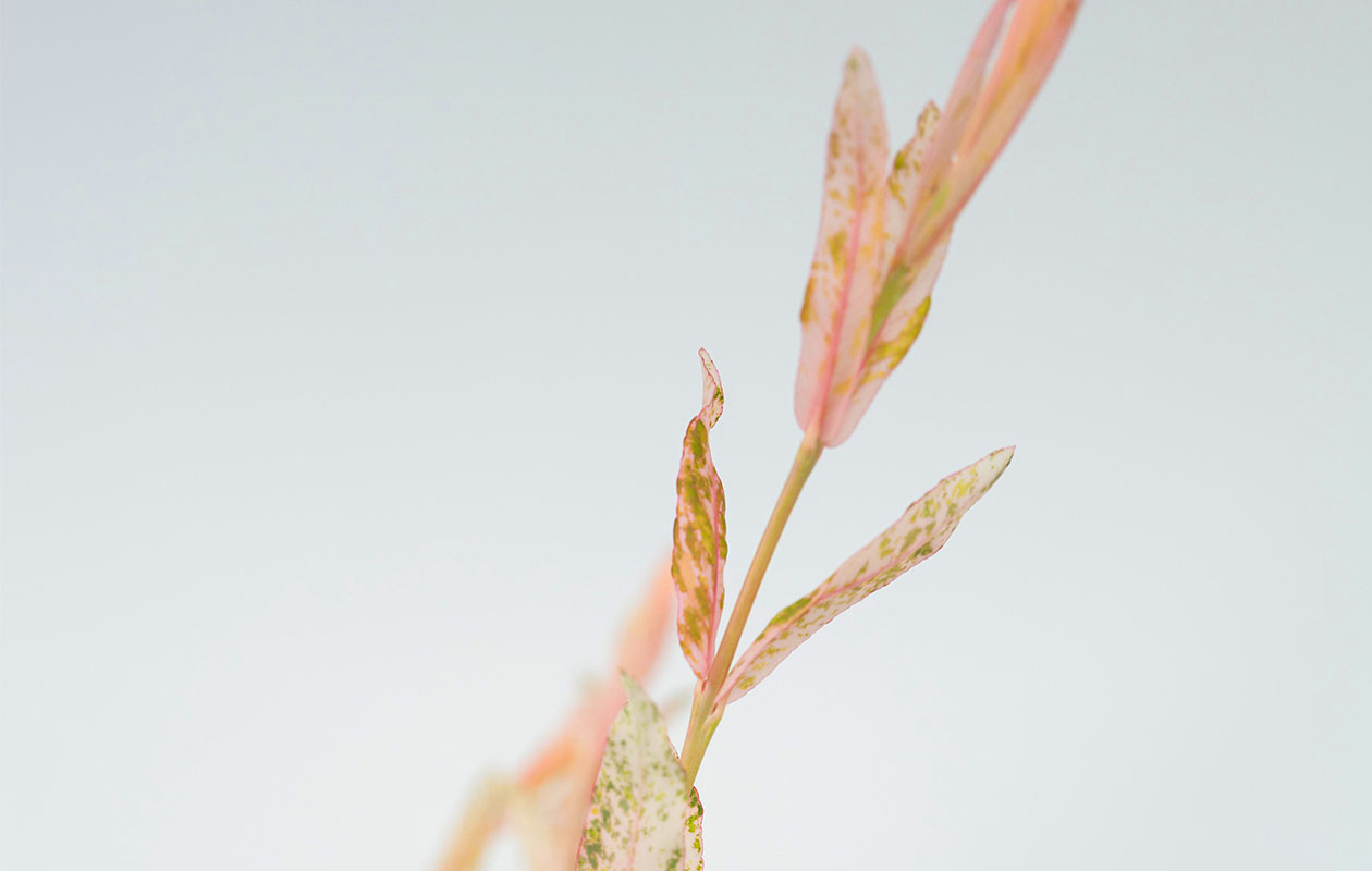 Set van 2 Salix Flamingo bomen (60 - 80 cm)