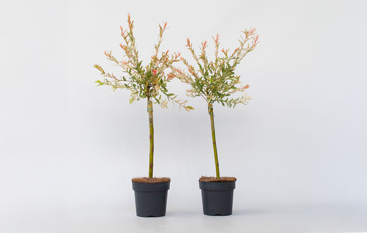 Set van 2 Salix Flamingo bomen (60 - 80 cm)