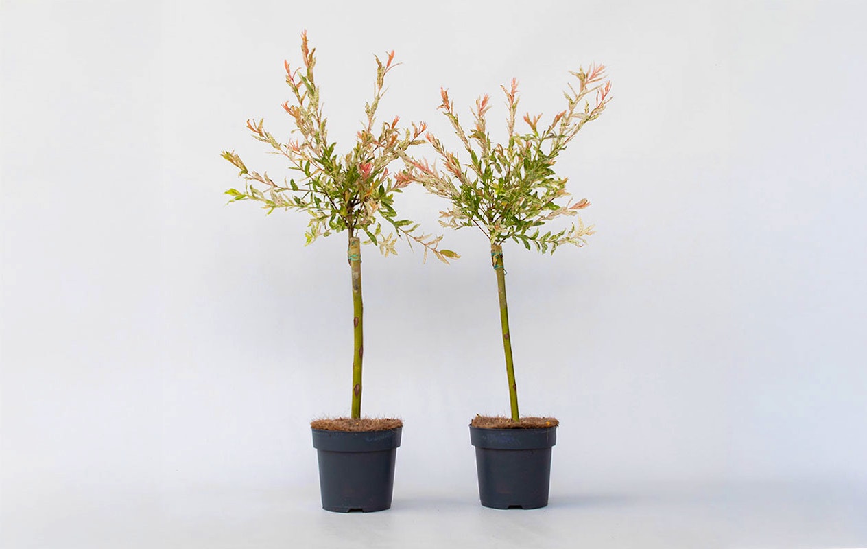 Lot de 2 arbres Salix Flamingo (60 - 80 cm)