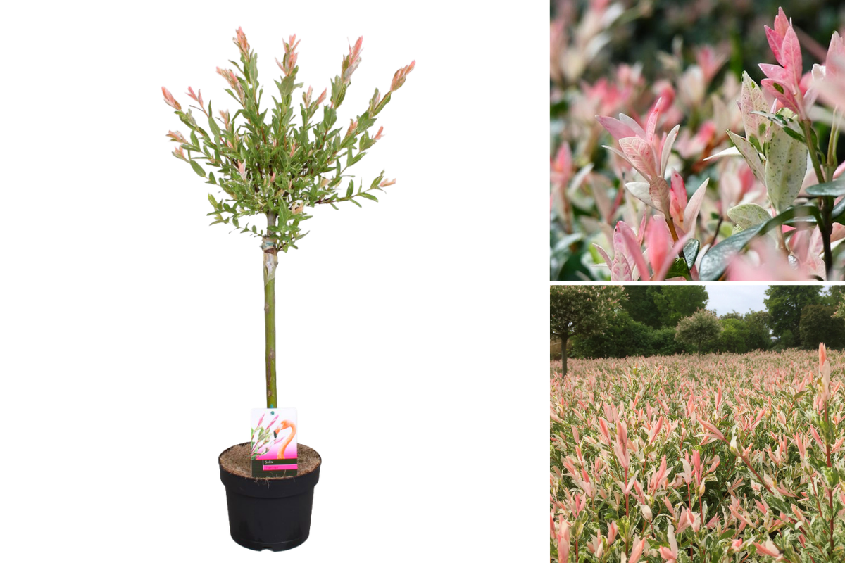Salix integra 'Flamingo' sur tige – 1 pièce 