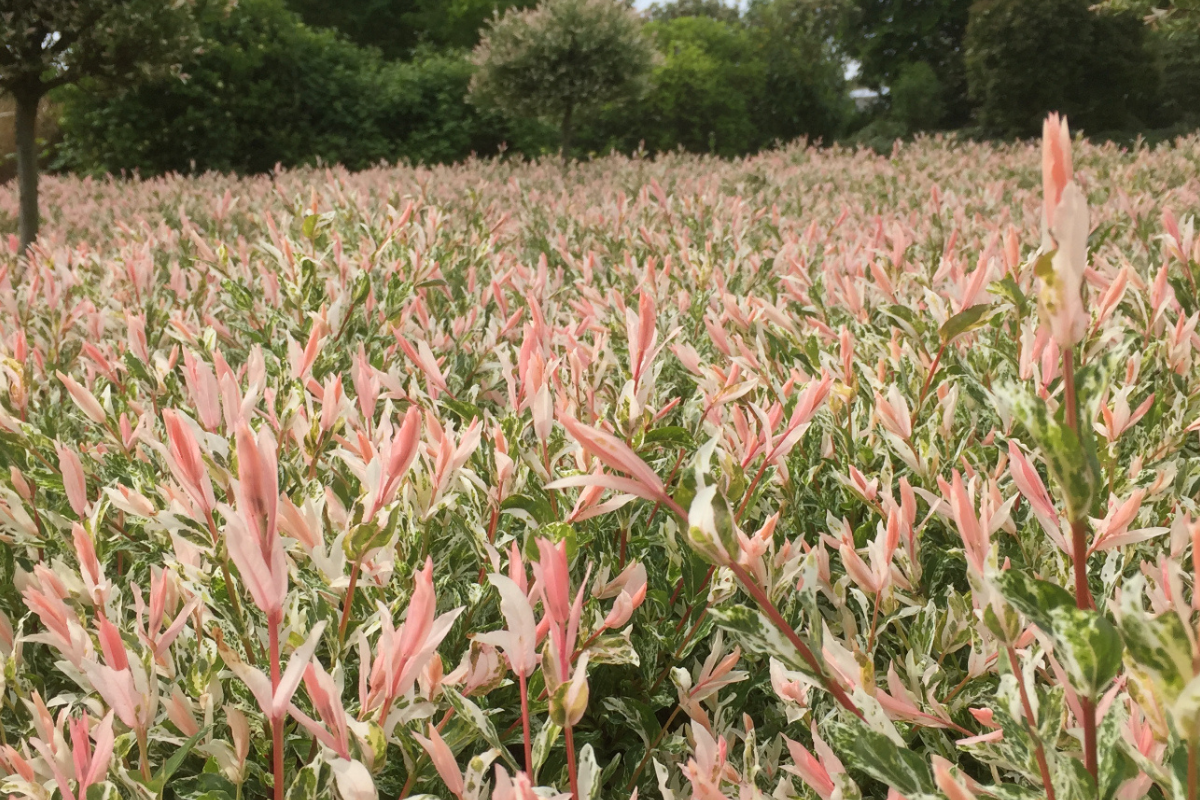 Salix integra 'Flamingo' sur tige – 1 pièce 