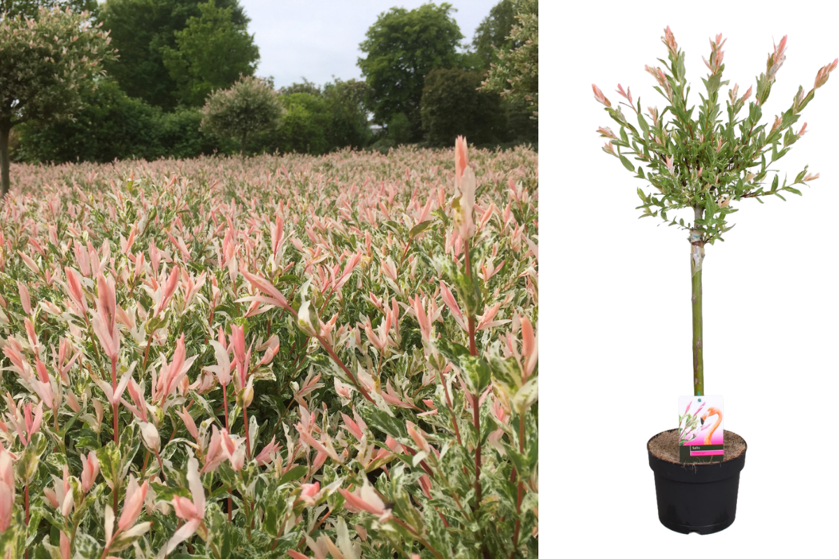 Salix integra 'Flamingo' sur tige – 1 pièce 
