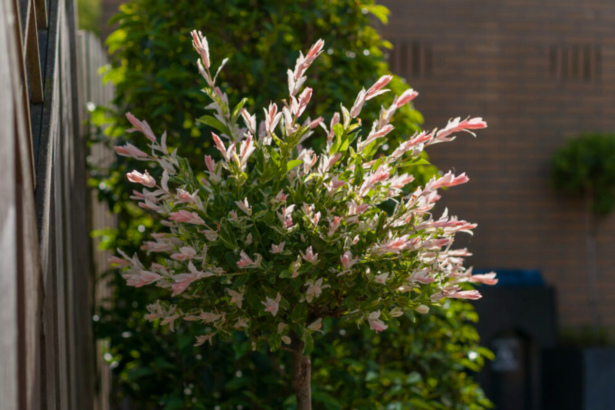 Salix integra 'Flamingo' sur tige – 1 pièce 