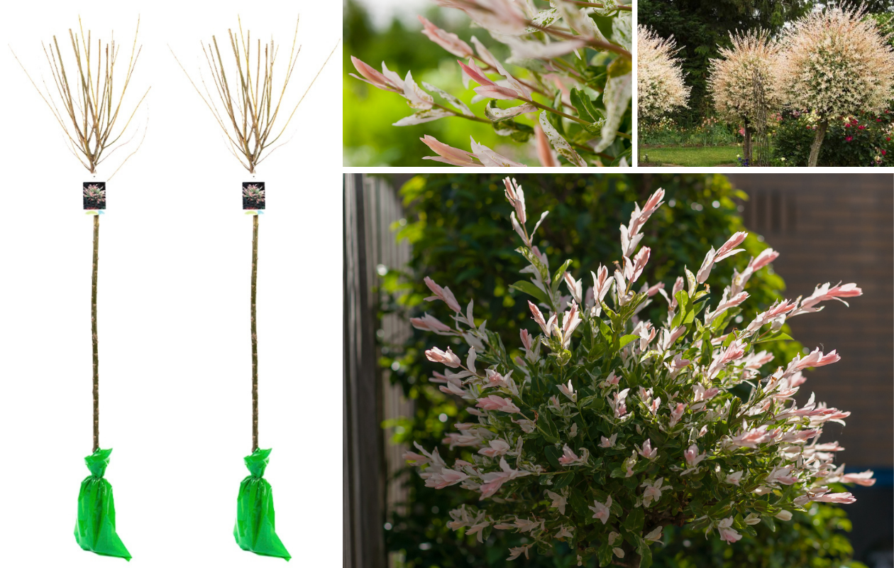 Salix integra 'Hakuro Nishiki' bonte wilgen - 2 stuks