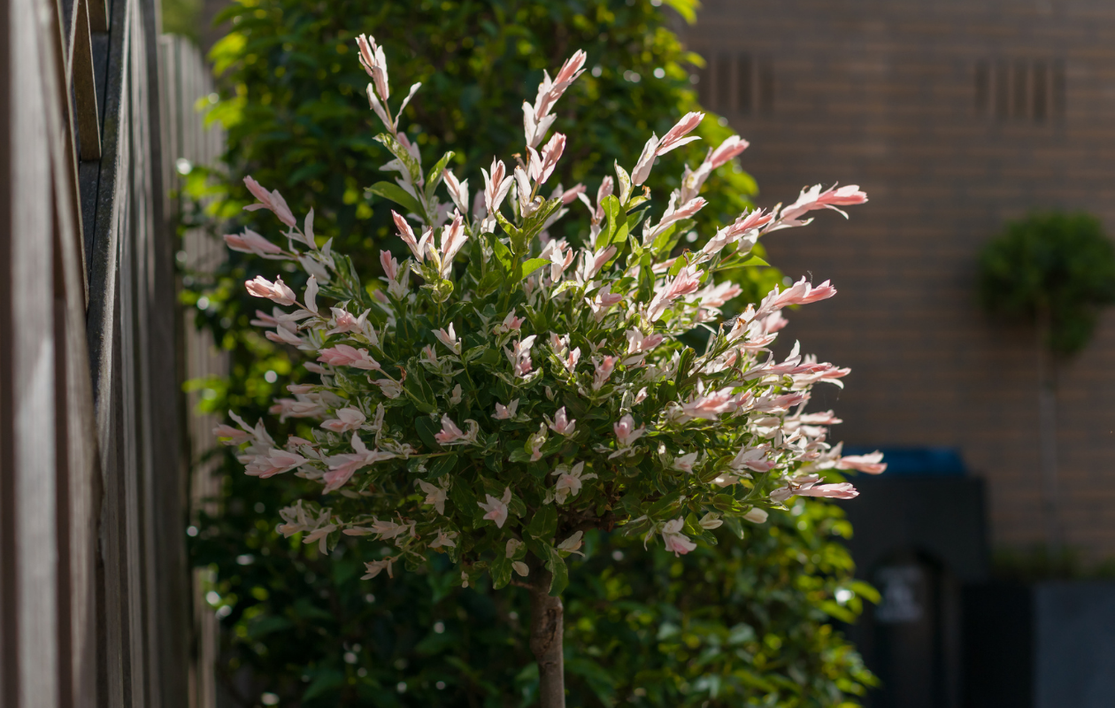 Salix integra 'Hakuro Nishiki' bonte wilgen - 2 stuks