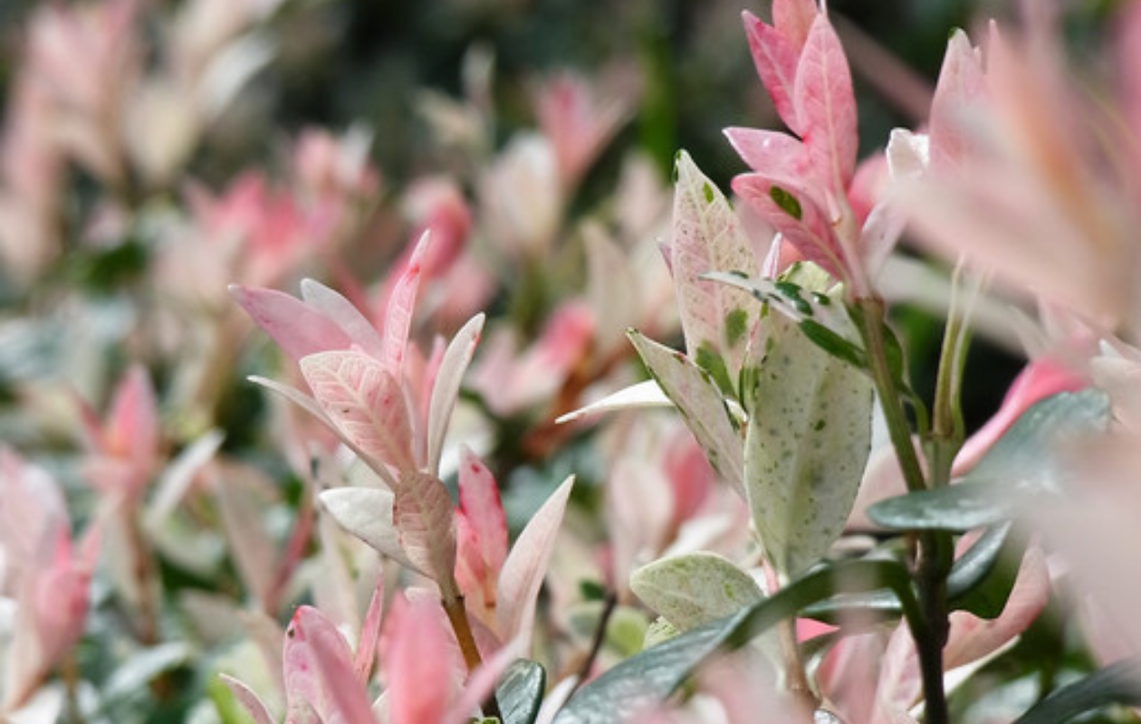 Salix integra 'Hakuro Nishiki' bonte wilgen - 2 stuks