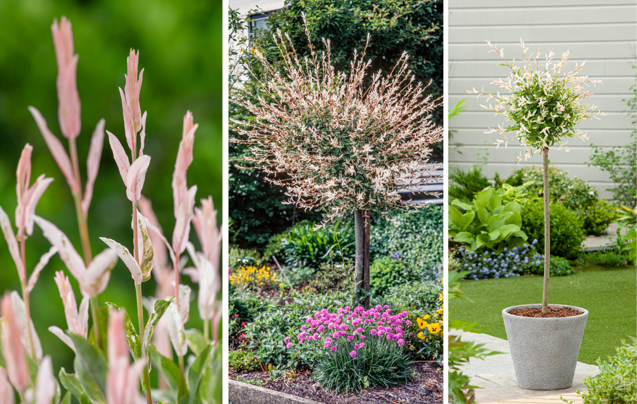 Salix integra 'Hakuro Nishiki' bonte wilgen - 2 stuks