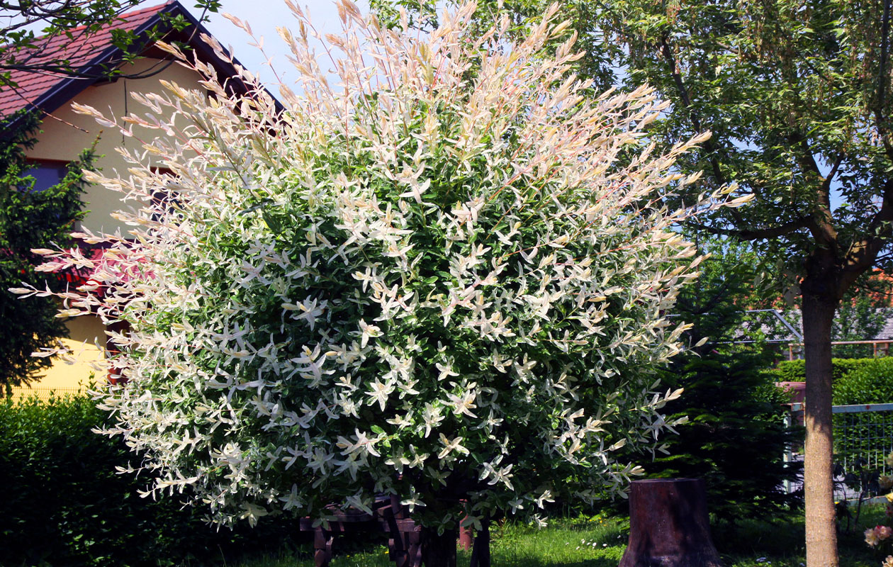 Set van 2 Salix integra 'Hakuro Nishiki' XXL 120 - 140 cm