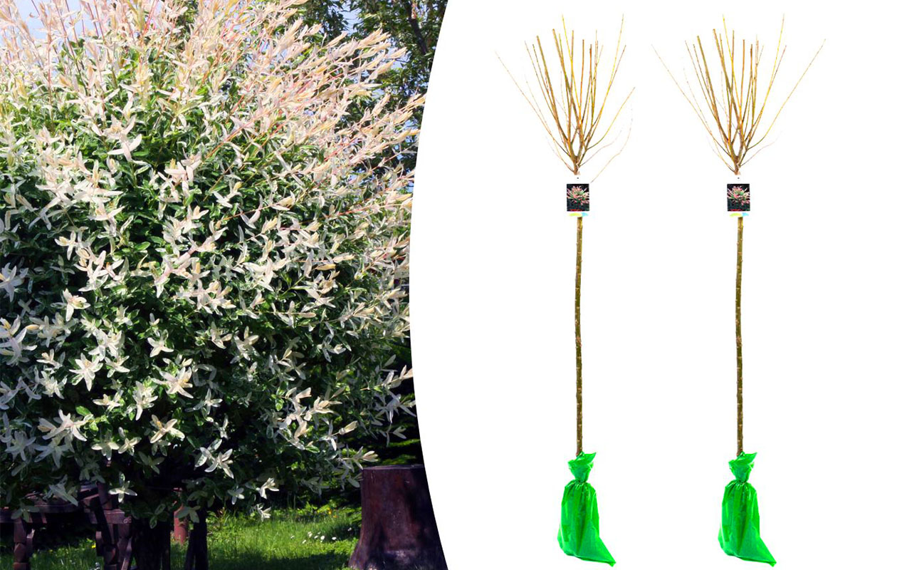 Set van 2 Salix integra 'Hakuro Nishiki' XXL 120 - 140 cm