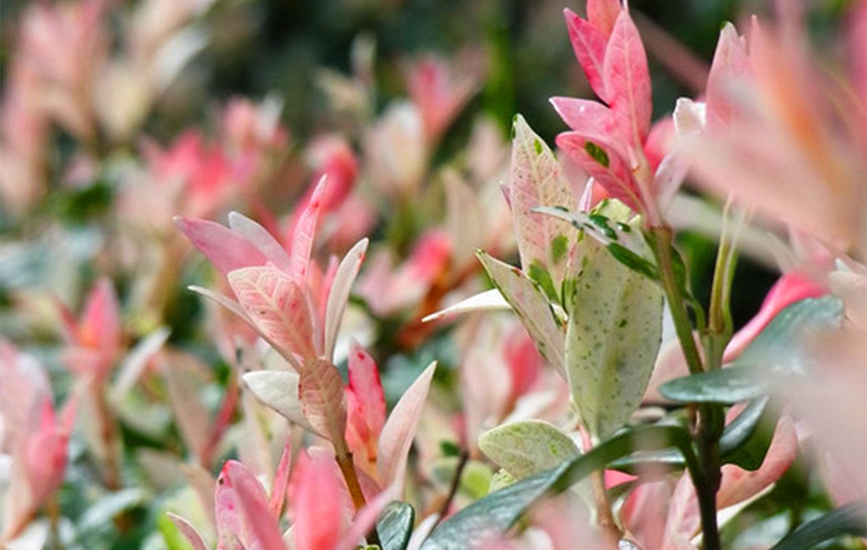 Set van 2 Salix integra 'Hakuro Nishiki' XXL 120 - 140 cm