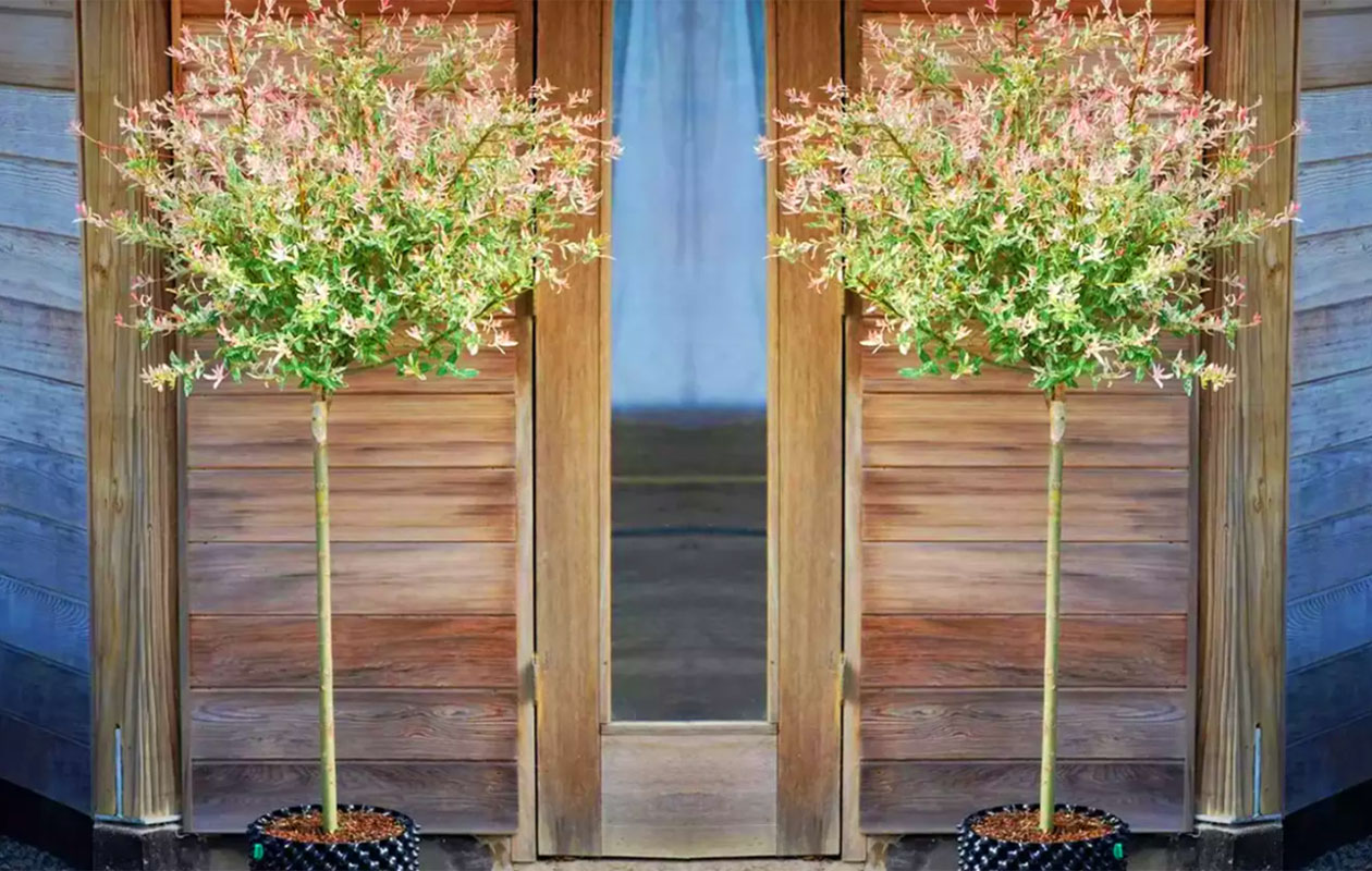 Set van 2 Salix integra 'Hakuro Nishiki' XXL 120 - 140 cm