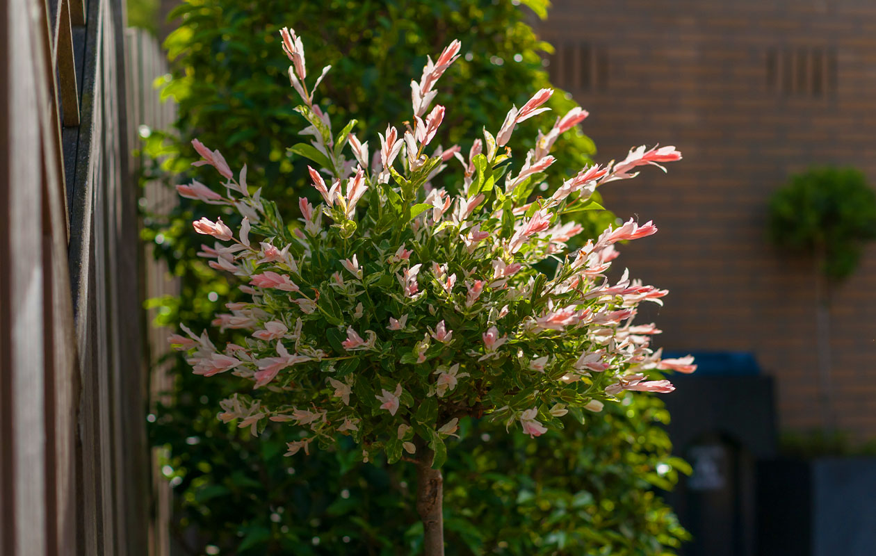 Set van 2 Salix integra 'Hakuro Nishiki' XXL 120 - 140 cm