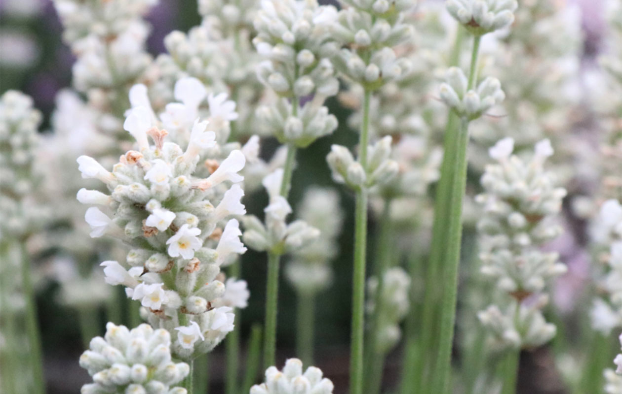 Set van 12 Witte lavendelplanten - Edelweiss