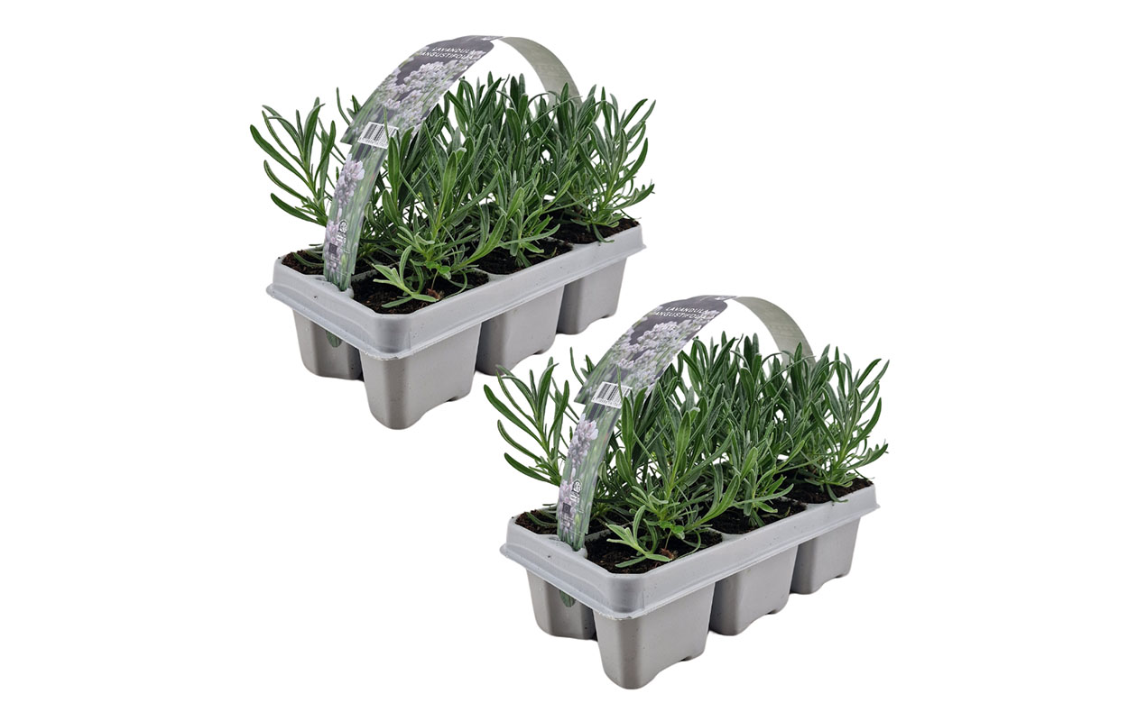 Set van 12 Witte lavendelplanten - Edelweiss