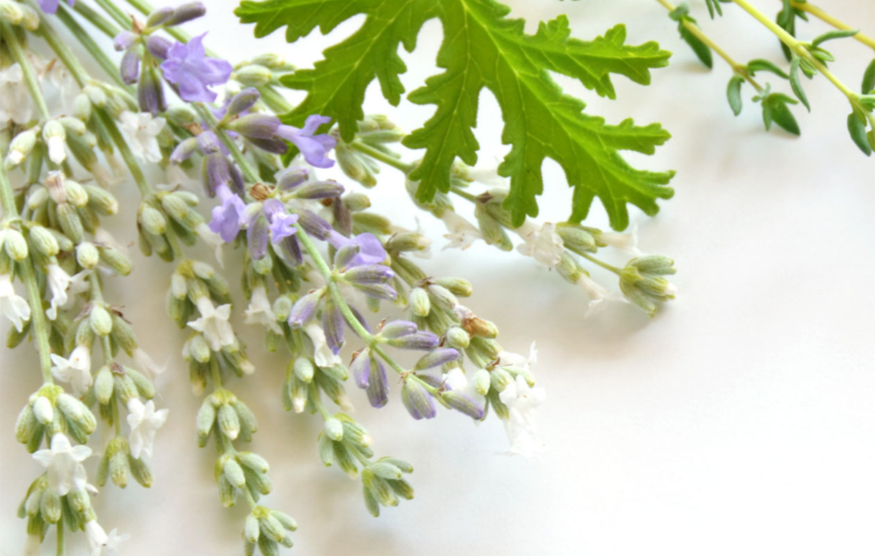 Set van 12 Witte lavendelplanten - Edelweiss