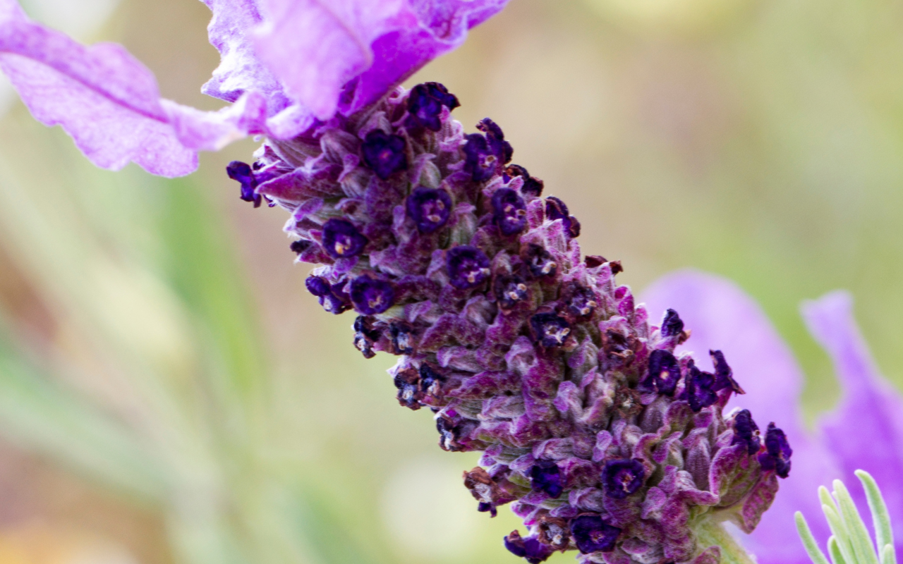 Set van 2 Franse Lavendel op stam - Lavandula stoechas