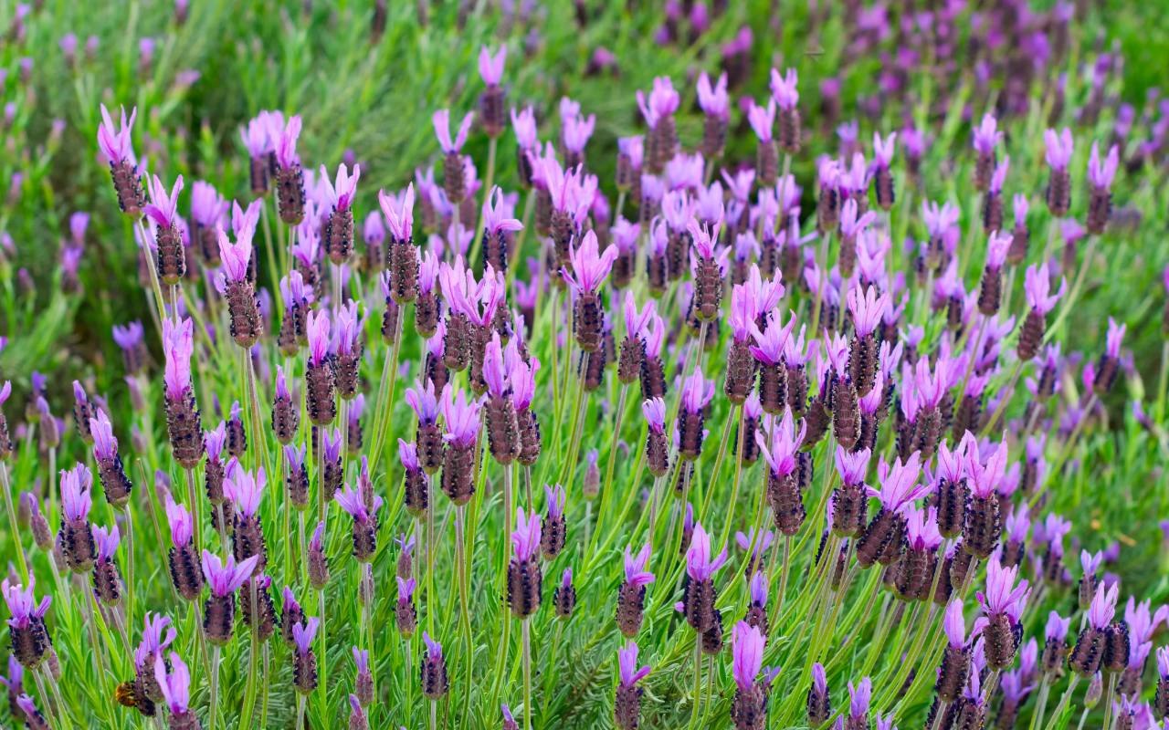 Set van 2 Franse Lavendel op stam - Lavandula stoechas