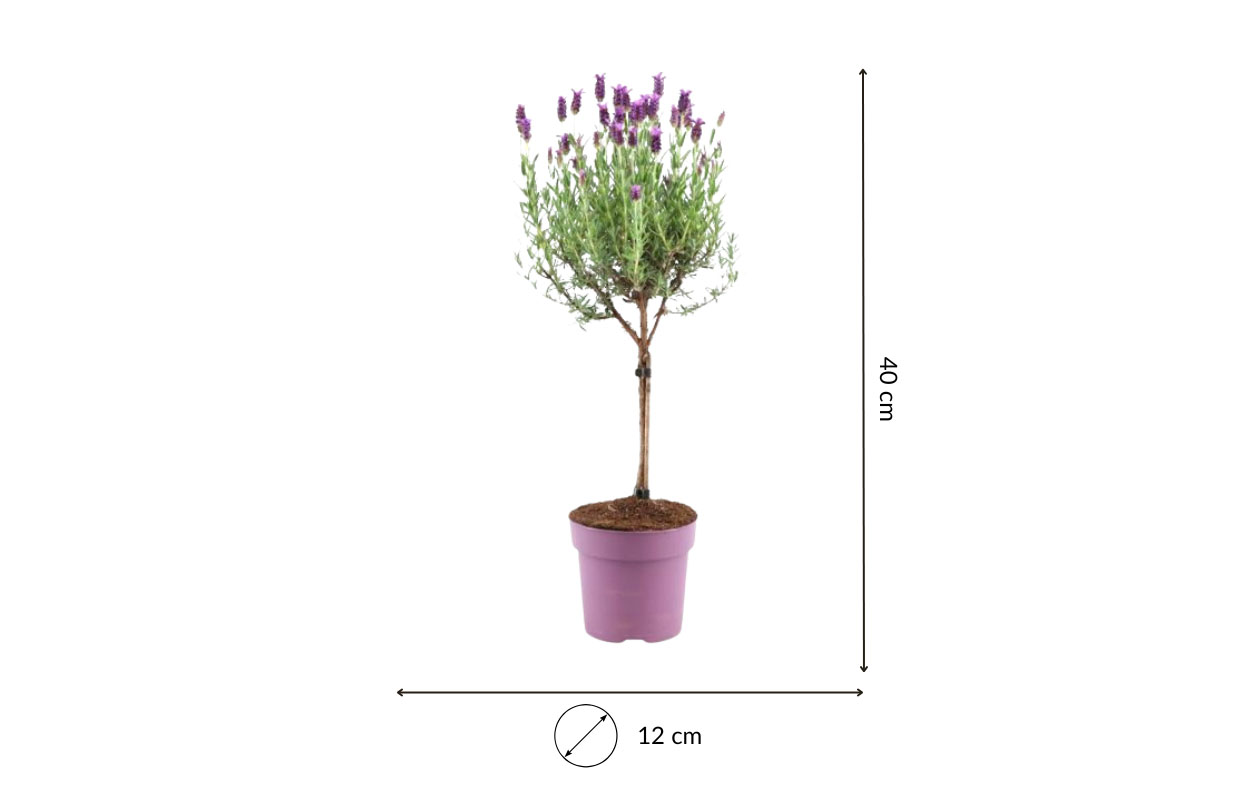 Set van 2 Franse Lavendel op stam - Lavandula stoechas