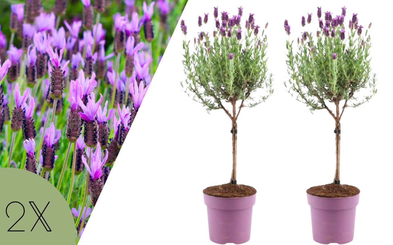 Set van 2 Franse Lavendel op stam - Lavandula stoechas