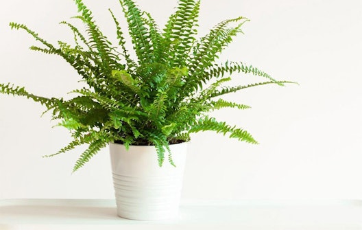 Set van 2 krulvarens (20 - 30 cm)