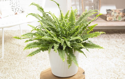 Set van 2 krulvarens (20 - 30 cm)