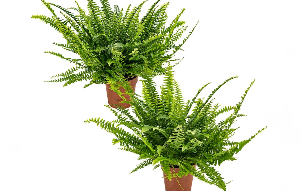 Set van 2 krulvarens (20 - 30 cm)