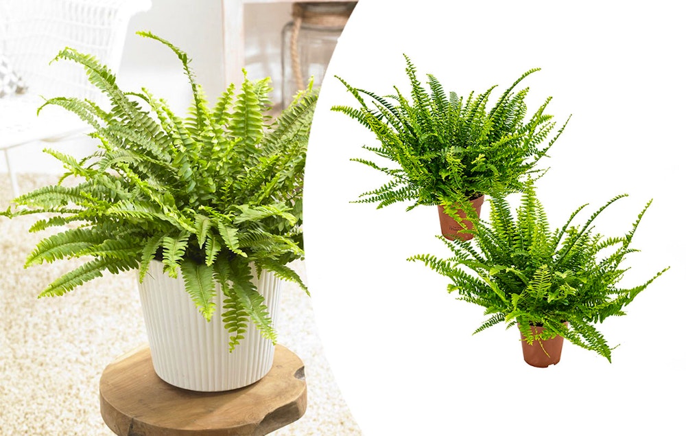 Set van 2 krulvarens (20 - 30 cm)