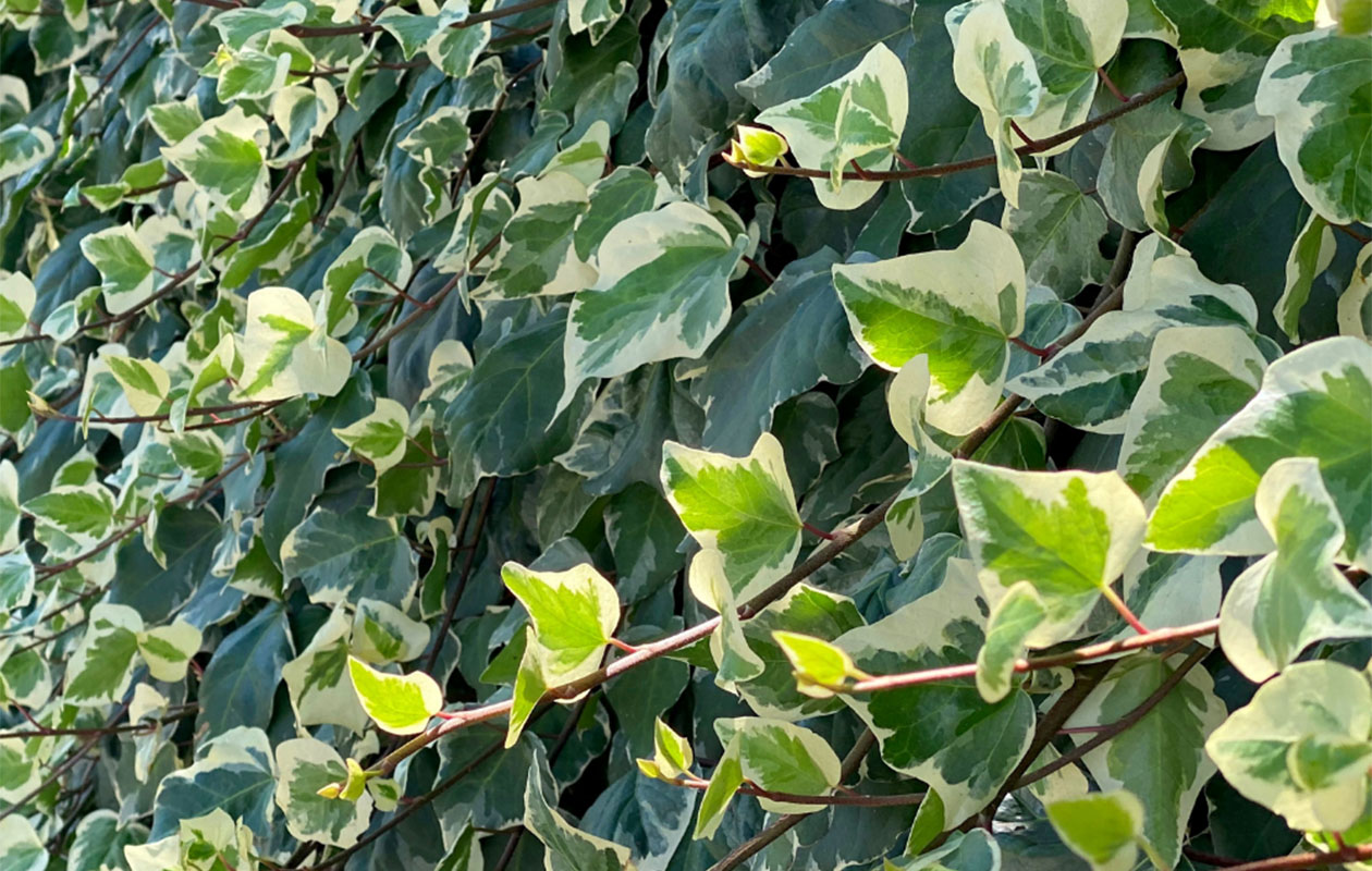 Set van 3 Atlantische klimplanten