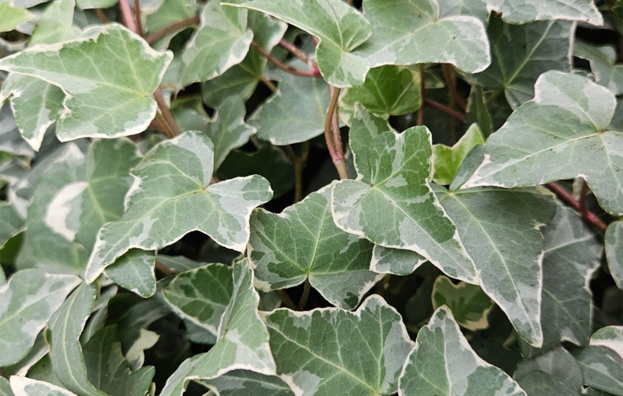 Set van 3 Atlantische klimplanten