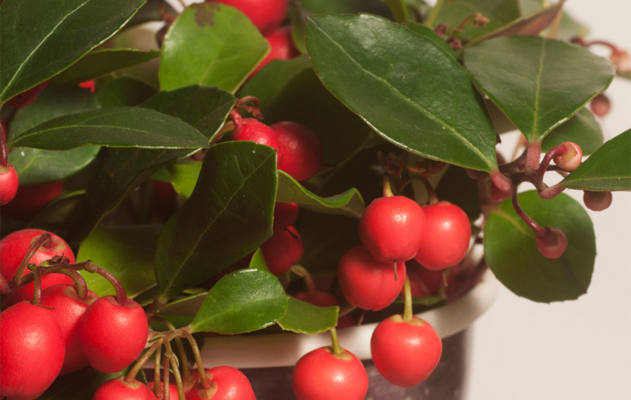 Set van 3 Bergthee planten (15 - 20 cm)