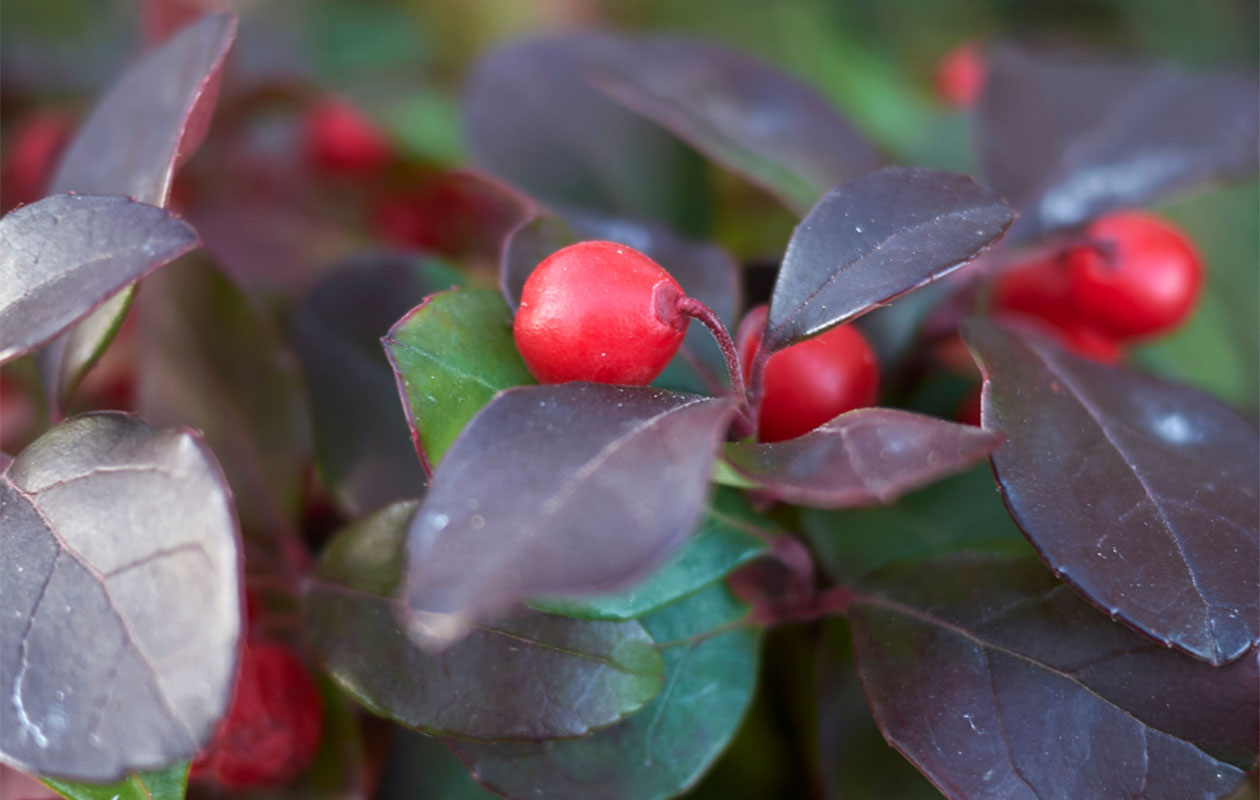 Set van 3 Bergthee planten (15 - 20 cm)