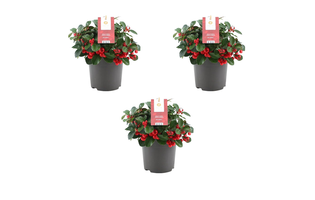 Set van 3 Bergthee planten (15 - 20 cm)