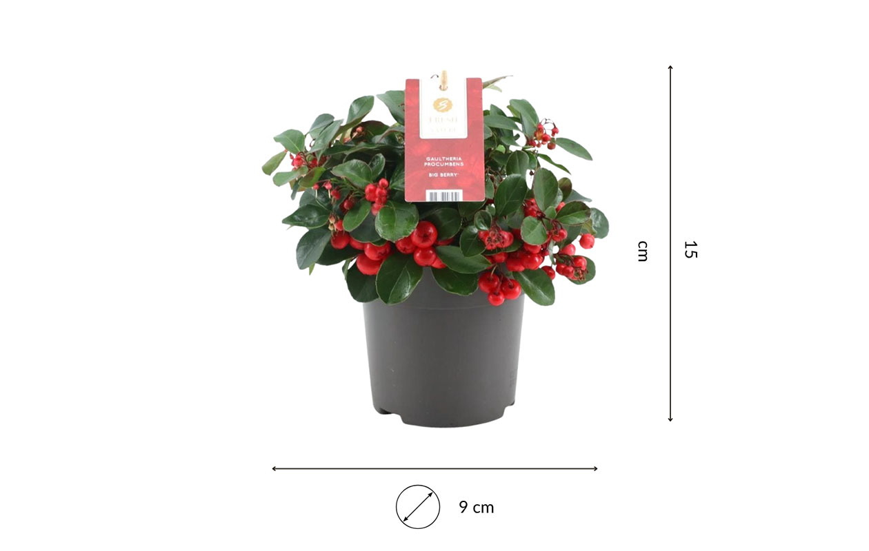 Set van 3 Bergthee planten (15 - 20 cm)