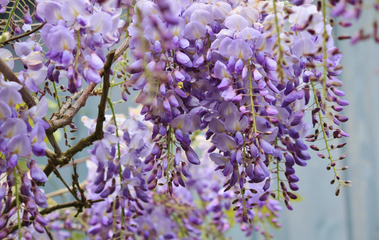 Set van 3 Blauwe Regen planten - Wisteria