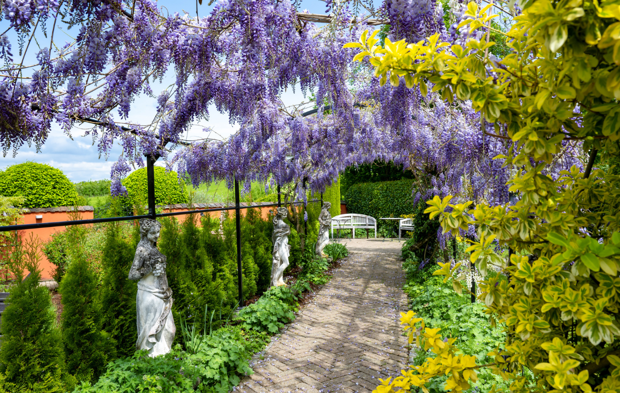 Set van 3 Blauwe Regen planten - Wisteria