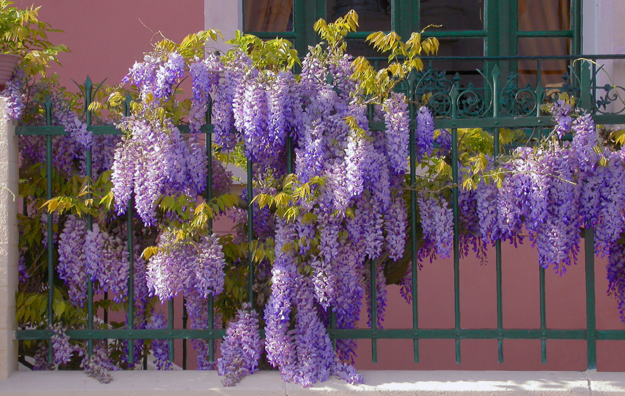 Set van 3 Blauwe Regen planten - Wisteria