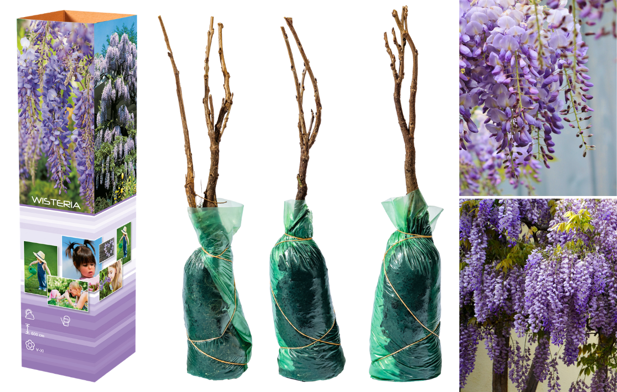 Set van 3 Blauwe Regen planten - Wisteria