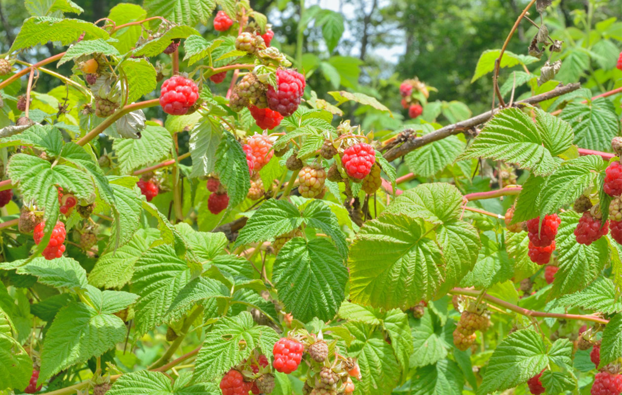 Set van 3 Frambozenplanten