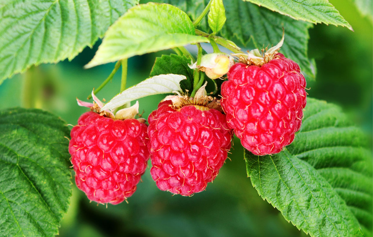 Set van 3 Frambozenplanten