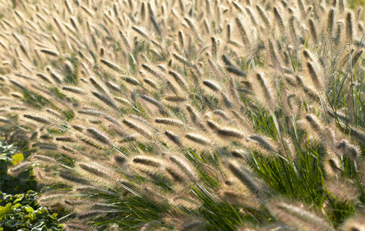 Set van 3 Lampenpoetsergras planten (15 -20 cm)