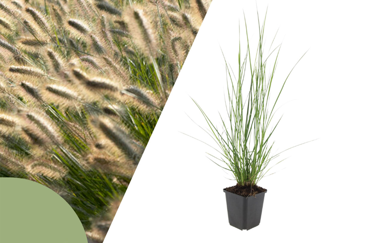 Set van 3 Lampenpoetsergras planten (15 -20 cm)