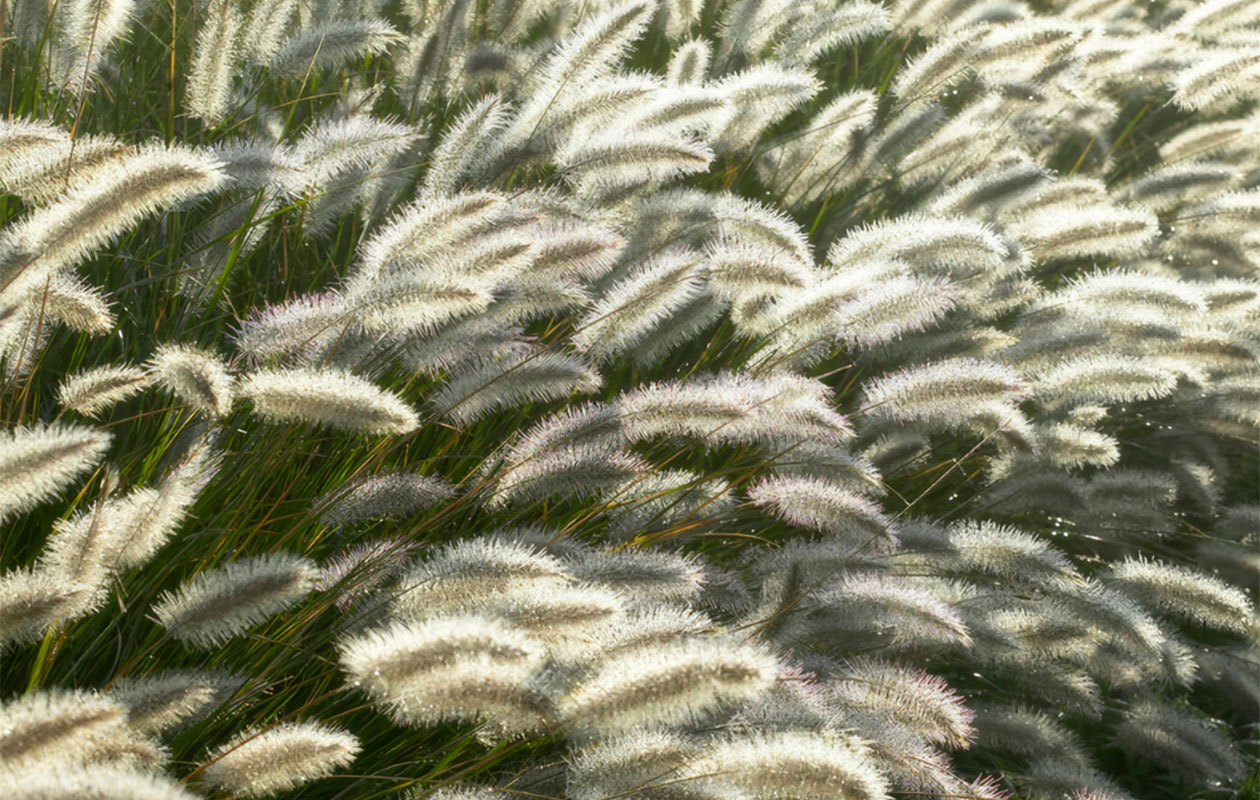 Set van 3 Lampenpoetsergras planten (15 -20 cm)