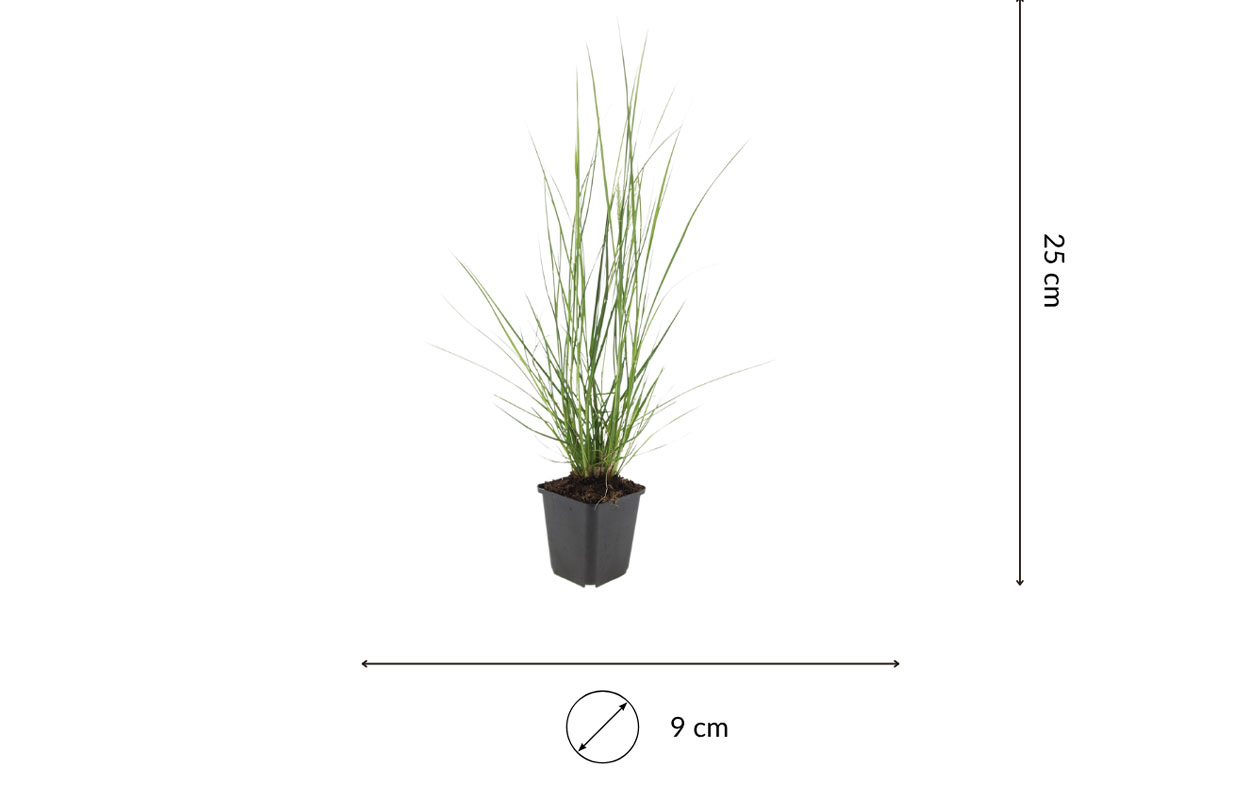 Set van 3 Lampenpoetsergras planten (15 -20 cm)