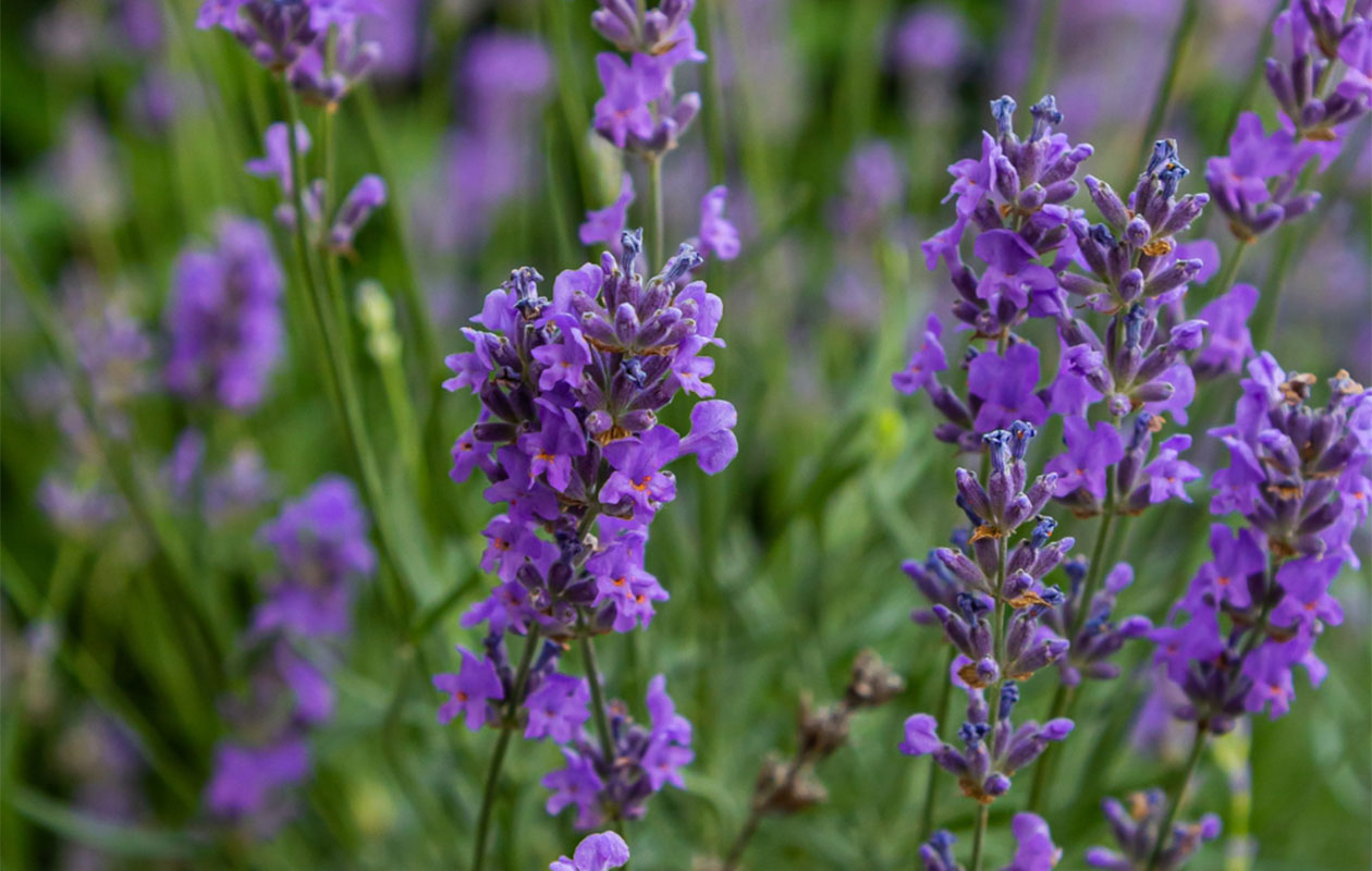 Lavendel tuinplanten set 3 stuks