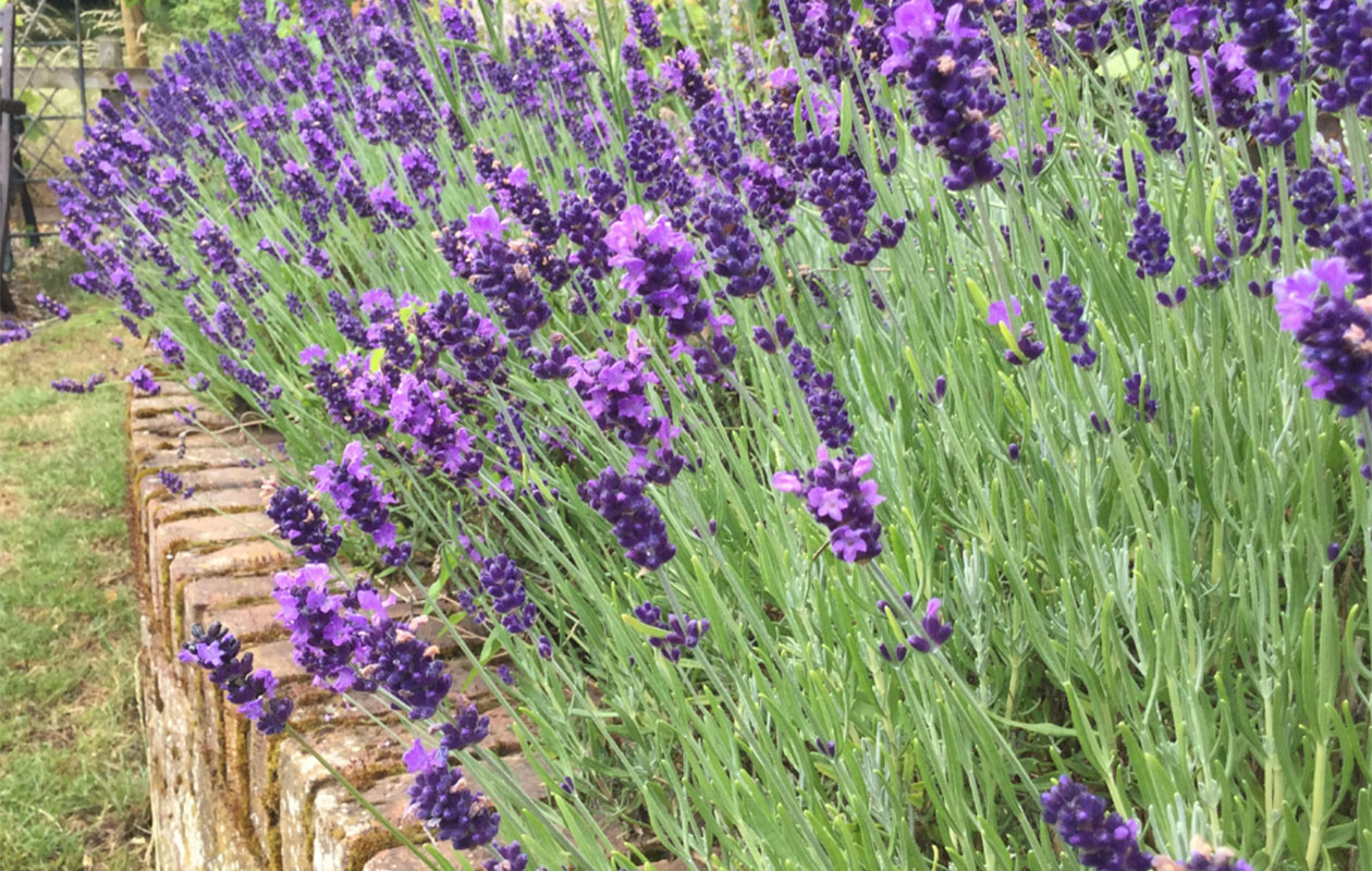 Lavendel tuinplanten set 3 stuks