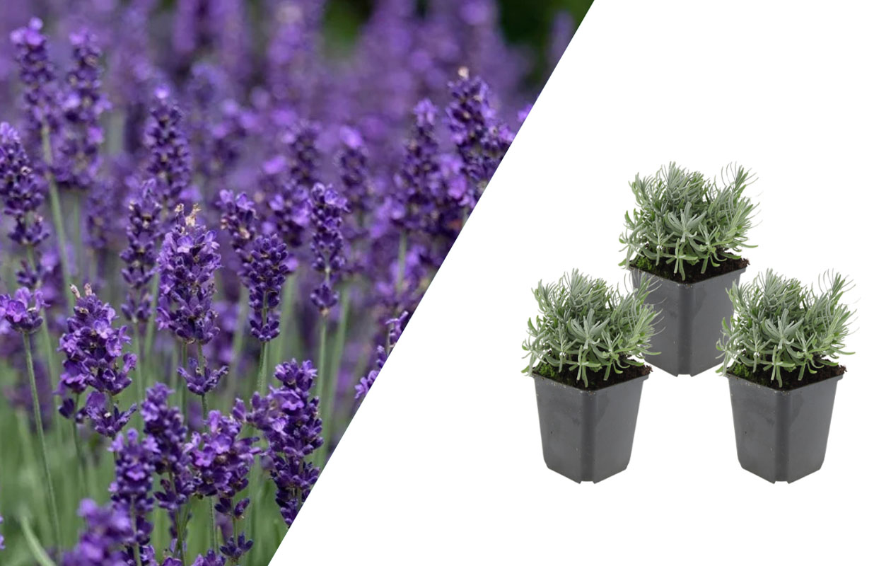 Lavendel tuinplanten set 3 stuks