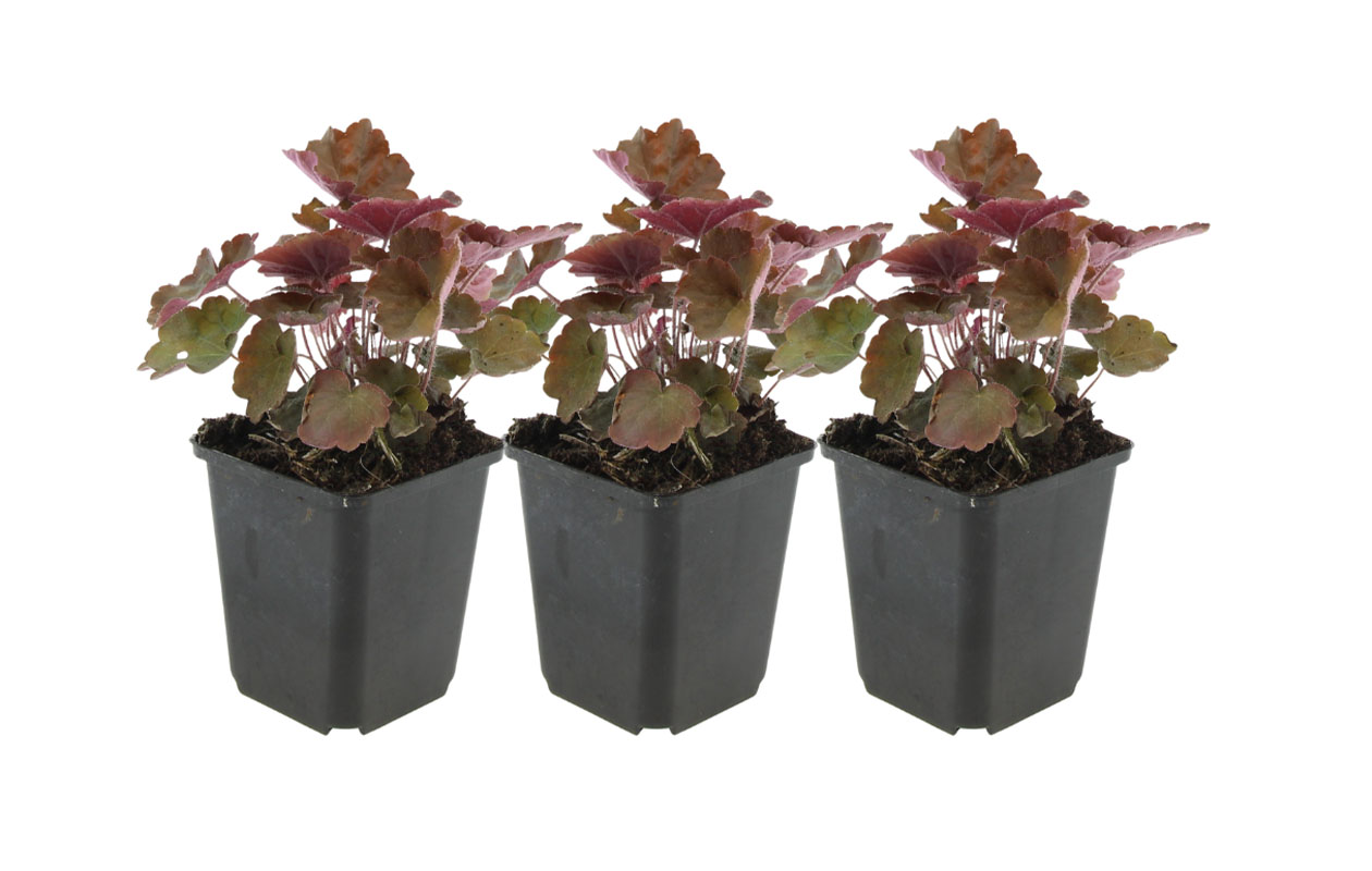 Set van 3 Purperklokjes planten (10  -15 cm)