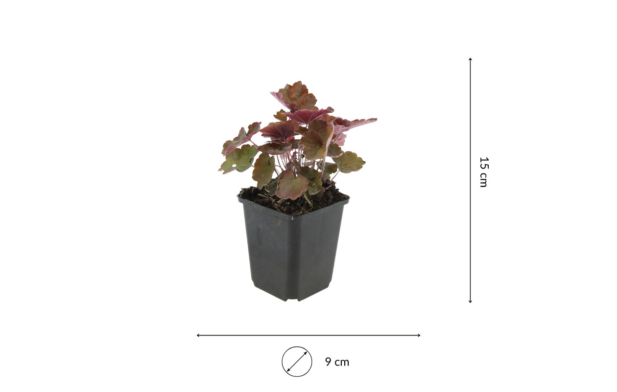 Set van 3 Purperklokjes planten (10  -15 cm)