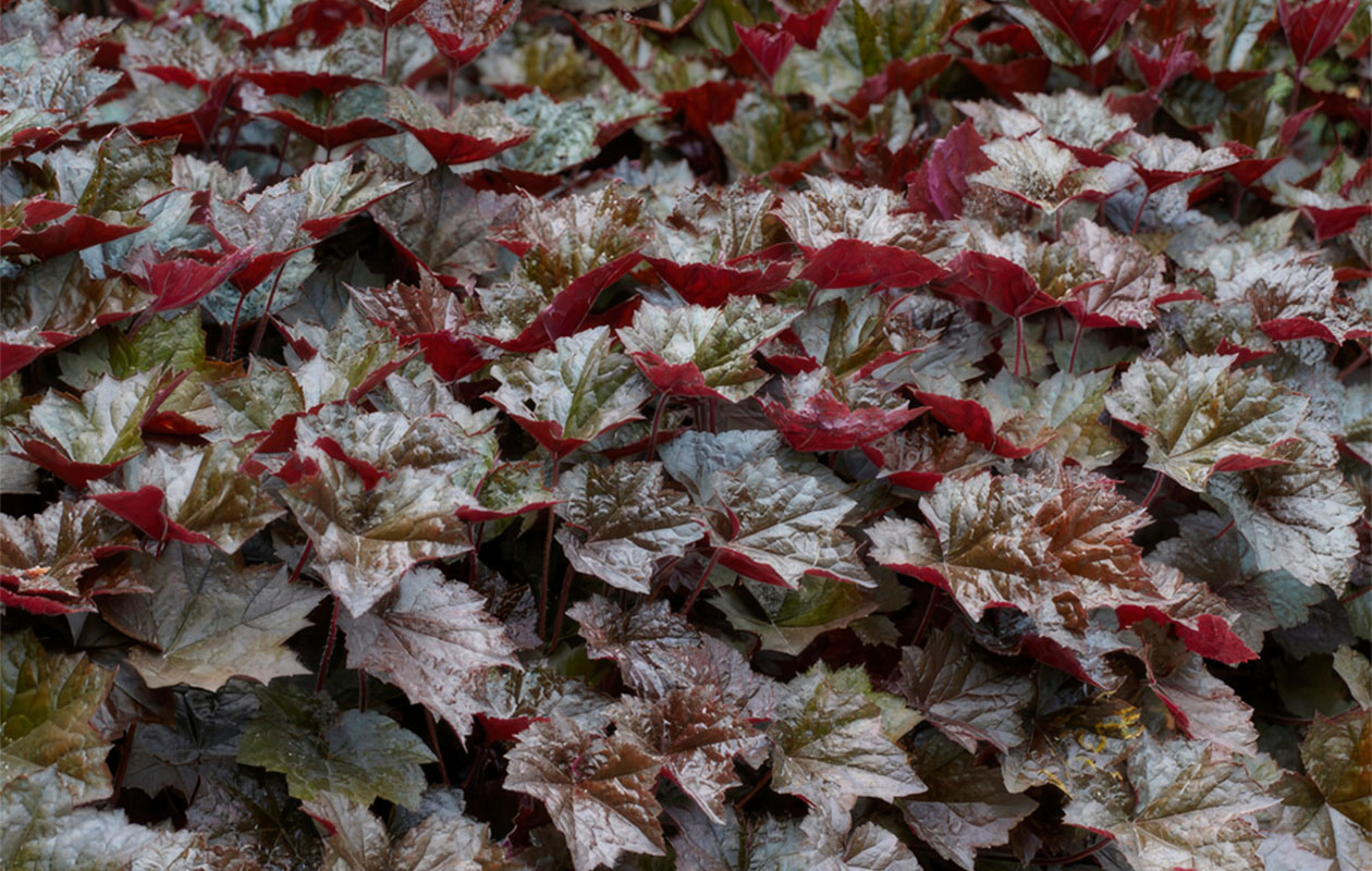 Set van 3 Purperklokjes planten (10  -15 cm)