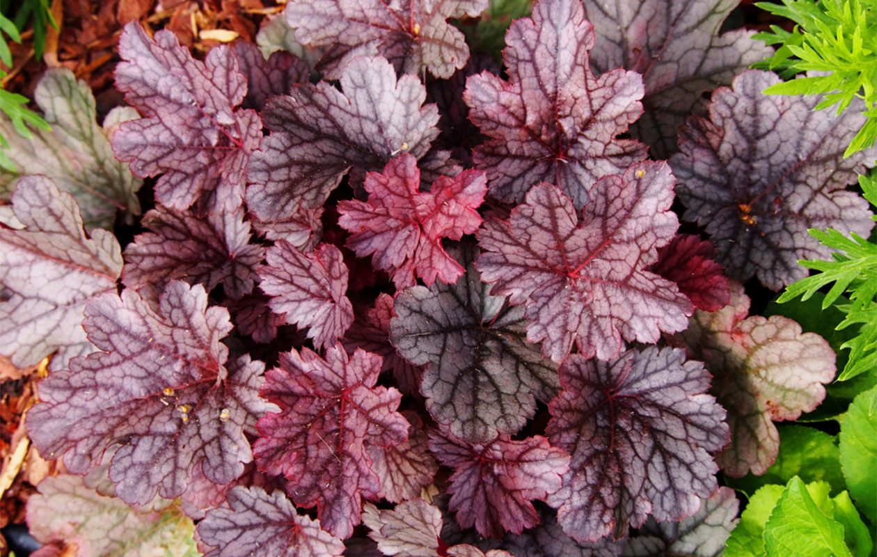 Set van 3 Purperklokjes planten (10  -15 cm)